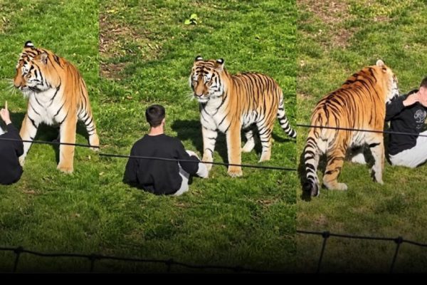 Tiger kills Man who jumped into its enclosure at wildlife park in U.K